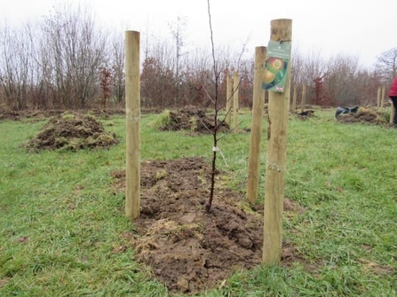 A newly planted tree