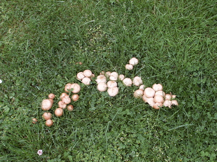 Fairy ring mushrooms