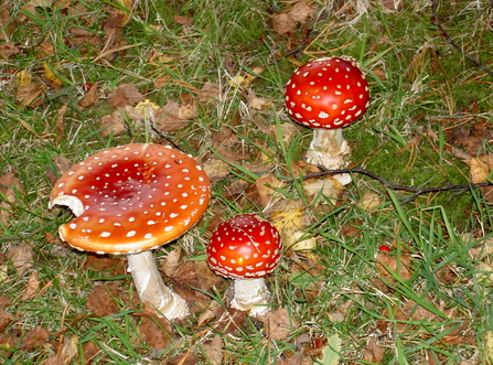 Fly agaric