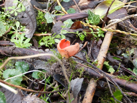 Scarlet elf cup