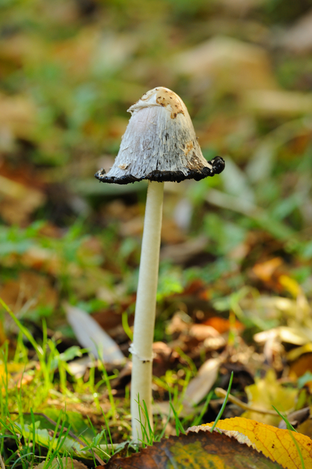 Shaggy inkcap