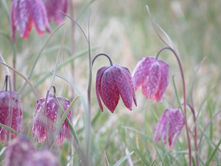 Snakeshead fritillary 