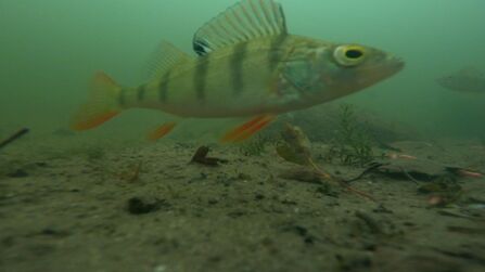 Fish underwater