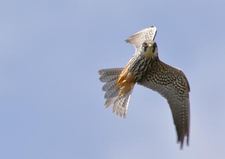 Hobby in flight, the Wildlife Trust