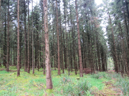 Conifer plantation