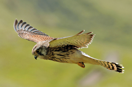 A kestrel hovering above a grassland. It's a fairly small bird of prey, with brown wings and a creamy body with dark streaks down the breast.