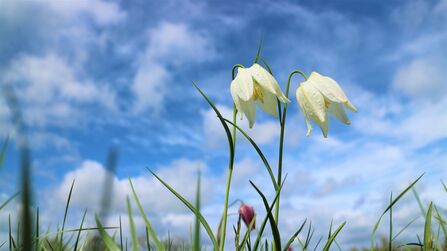 Snakeshead fritillaries