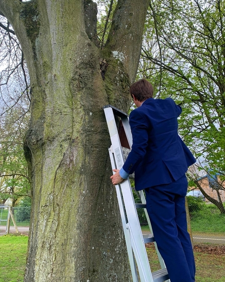 Teacher installing a nest box