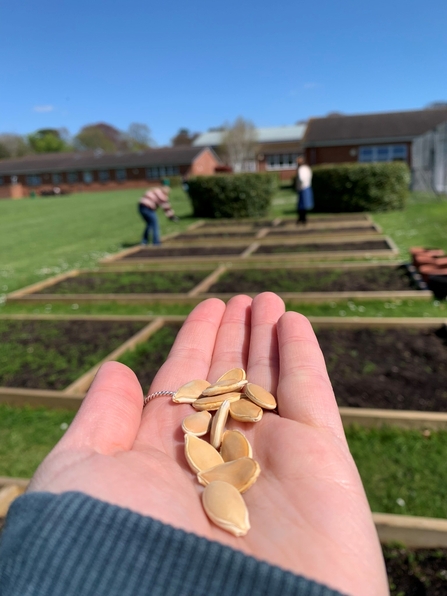 Planting in the school allotment