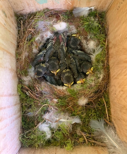 Chicks inside the nest box