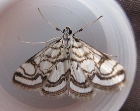 China-mark moth