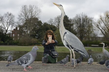 Woman taking a photo of a heron