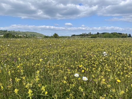 Wildflower meadow