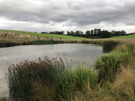 Pond on a farm