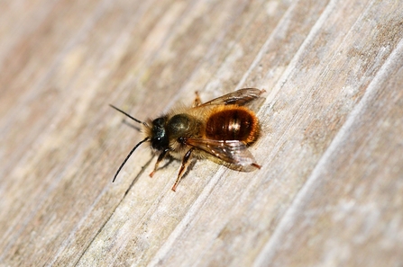 Red mason bee