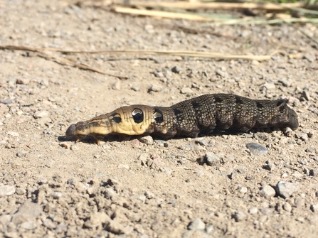 Elephant hawk-moth caterpillar