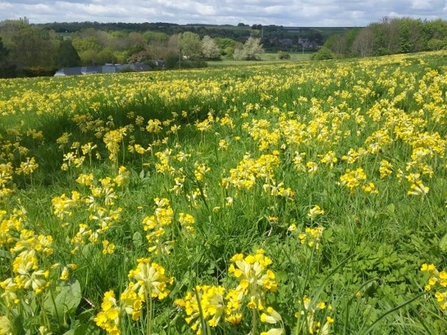 Yellow rattle