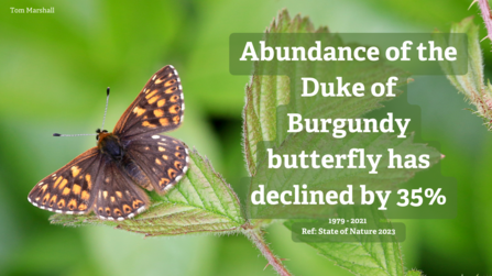 Duke of Burgundy abundance has declined by 35%