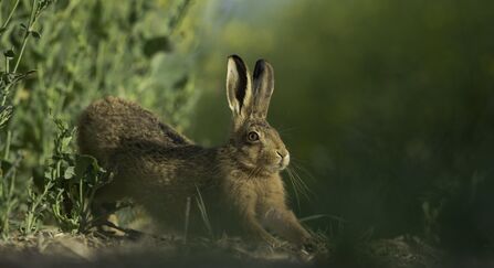 Brown hare Lepus europaeus An adult stretching on fringes of a field of rapeseed.