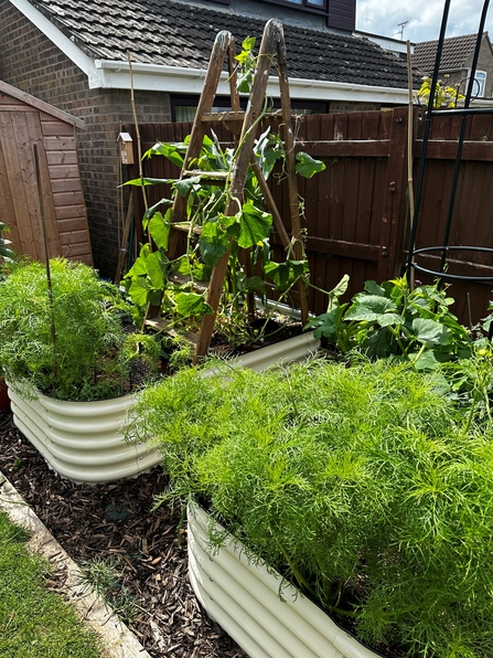 Stacey's ladder with butternut squash growing up it.