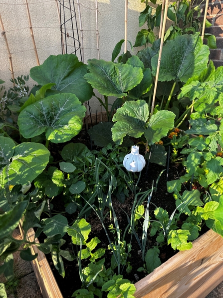 Vegetables growing in Stacey's garden