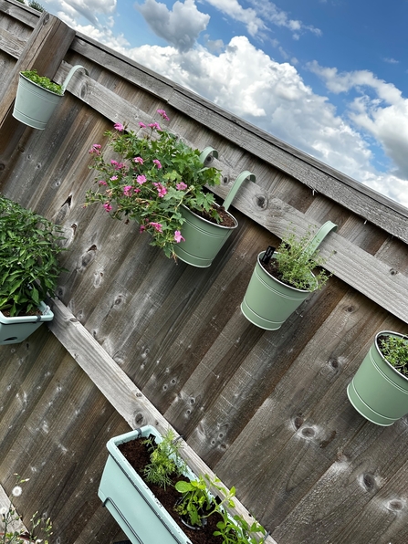 Plant pots hanging from the fence