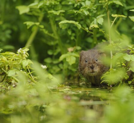 water vole 