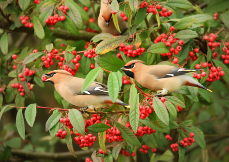 Waxwing