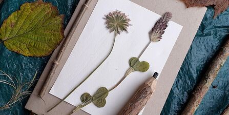 Nature journal