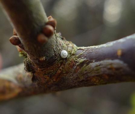Brown hairstreak butterfly eggs on a branch at Great Wood