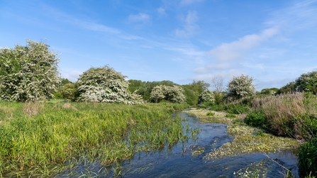 A chalk stream running through Bay Meadows Nature Park