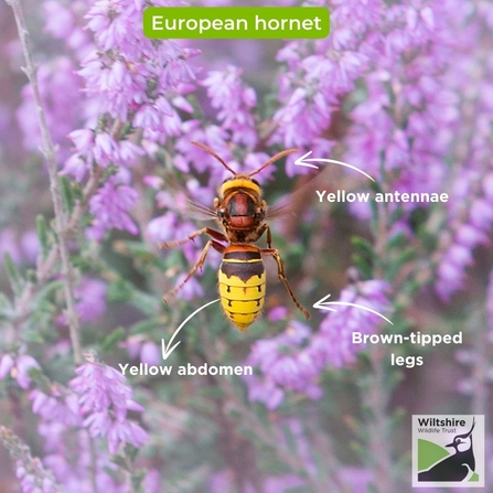 European hornet