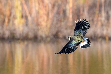 Lapwing flying to land on lake 
