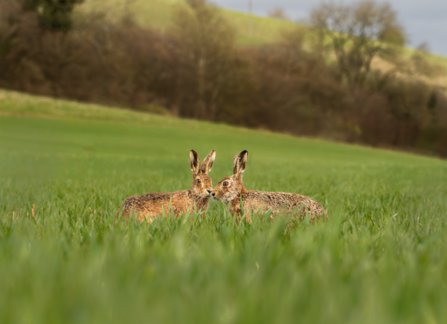 Hares - Joe Dagger