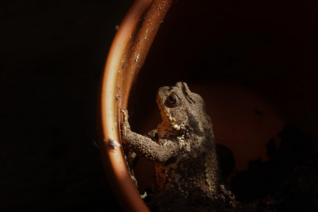 Toad in a Pot Justine Hadfield