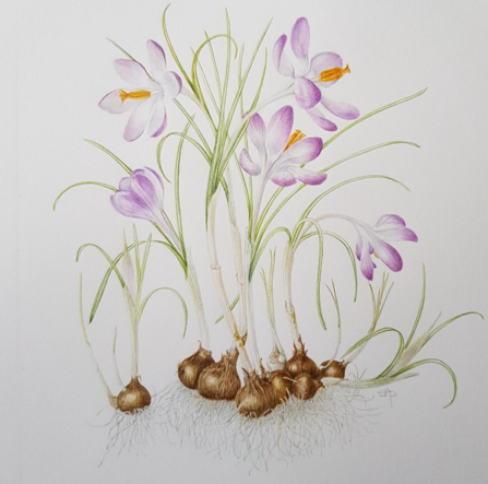 Botanical Drawing Crocus