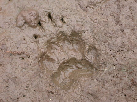 A badger's footprint in a patch of mud, with five toes around an oblong pad