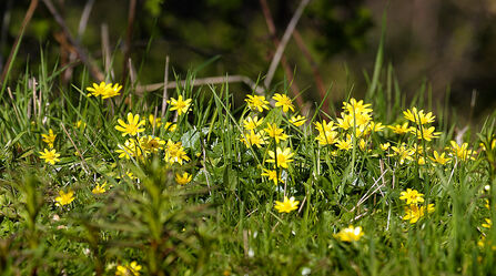 Lesser Celandine