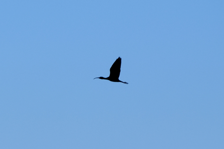 Ibis in flight in clear sky