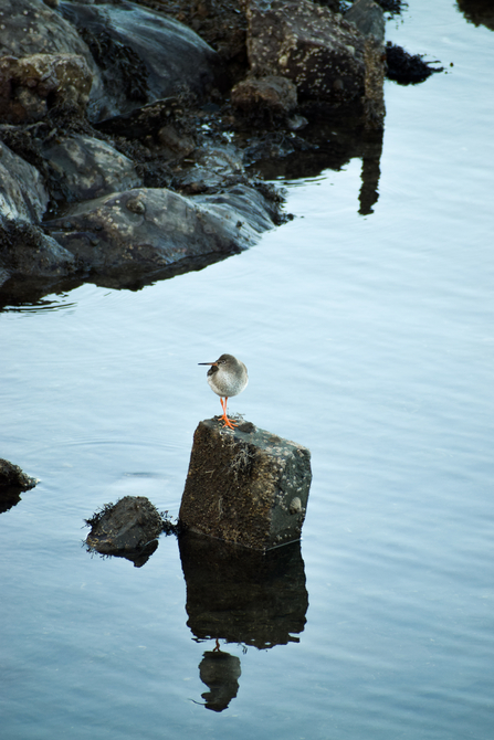 Redshank sat on rock