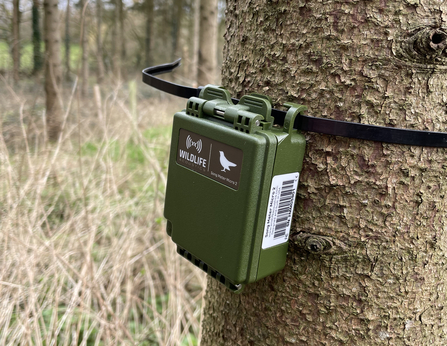 Acoustic Recorder attached to tree trunk