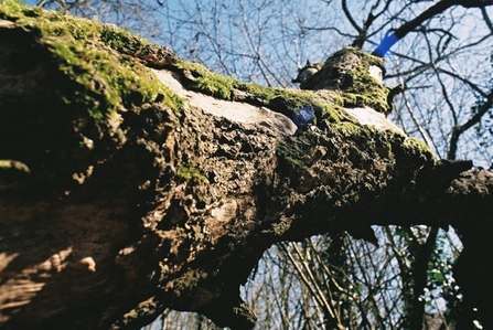 Vincients Wood 