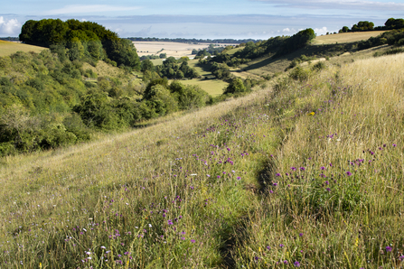 Hillside at Coombe Bissett Down, looking out over the valley with long grass and wildflowers