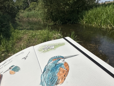 A painting of a kingfisher in a sketchbook, with a sketch of a grasshopper just above it