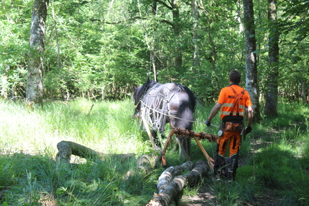Horse Logging
