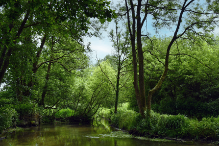 River Wylye at end of Smallbrook reserve - river in shadows with leafy green trees overhanging and blue sky through the branches