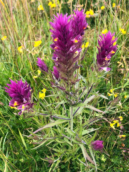 Bright purple bloom of field cow-wheat with 4 main sprays of flowers
