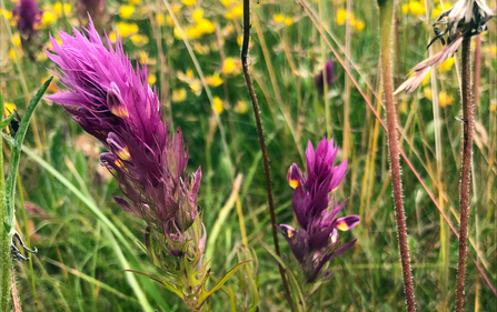 Close-up of two heads of bright purple cow-wheat leaves/flowers in amongst other tall grasses