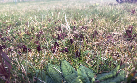 Numerous small dark purple cow-wheat seedlings breaking through the grass
