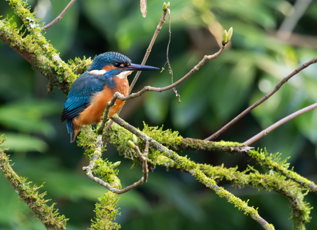 Kingfisher sat on moss covered branch